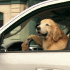 Oldfoundland And Golden Retriever